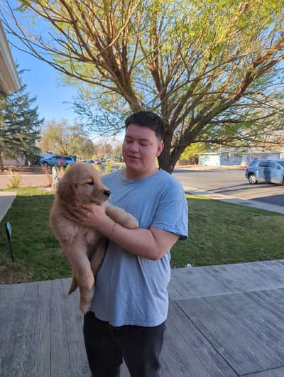 Gyro, a Golden Retriever puppy from Pawrade