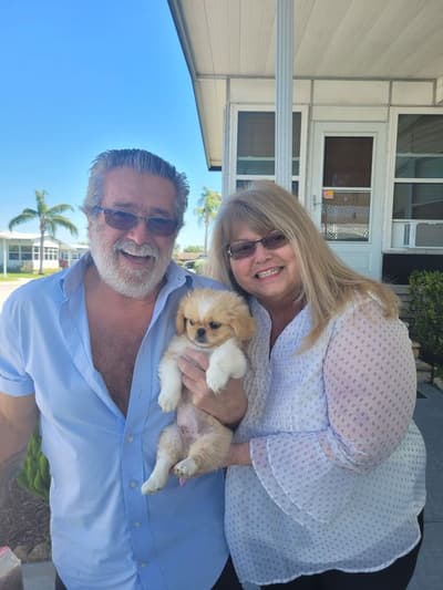 Brodi, a Pekingese puppy from Pawrade