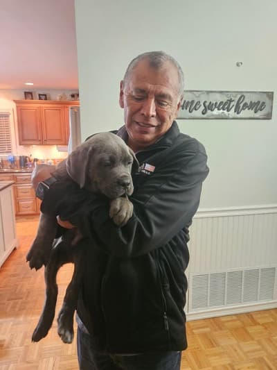 Nigel, a Cane Corso Mastiff puppy from Pawrade