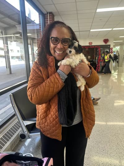 Lola, a Yorkshire Terrier - Yorkie puppy from Pawrade