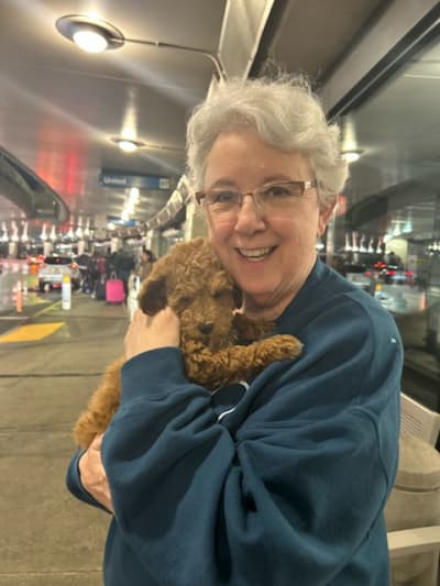 Emily, a Poodle, Miniature puppy from Pawrade