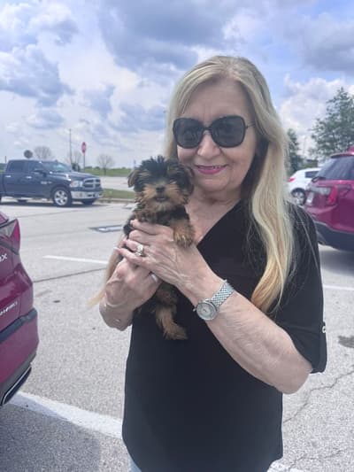 Teegan, a Yorkshire Terrier - Yorkie puppy from Pawrade