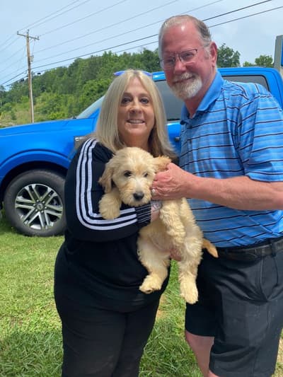 Lavender, a Goldendoodle puppy from Pawrade