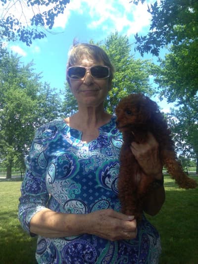 Faith, a Poodle, Toy puppy from Pawrade