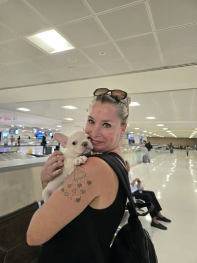 Nikola, a French Bulldog puppy from Pawrade