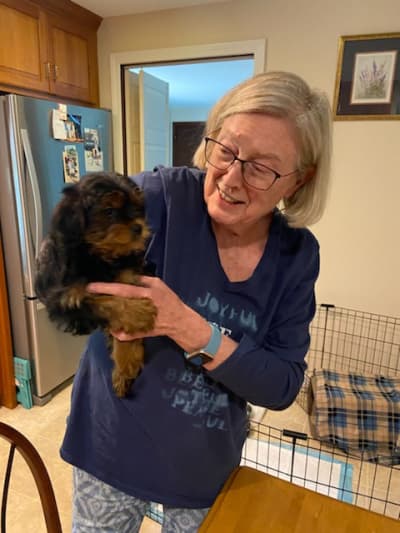 Shelly, a Yorkiepoo - Yorkie Poo puppy from Pawrade