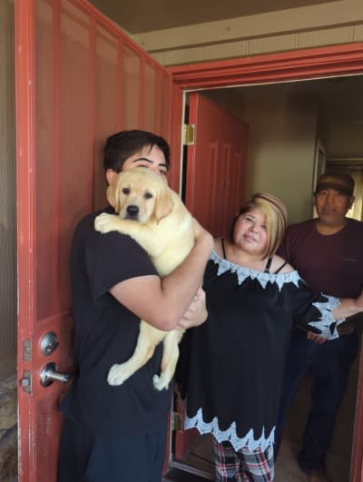 Sawyer, a Labrador Retriever puppy from Pawrade