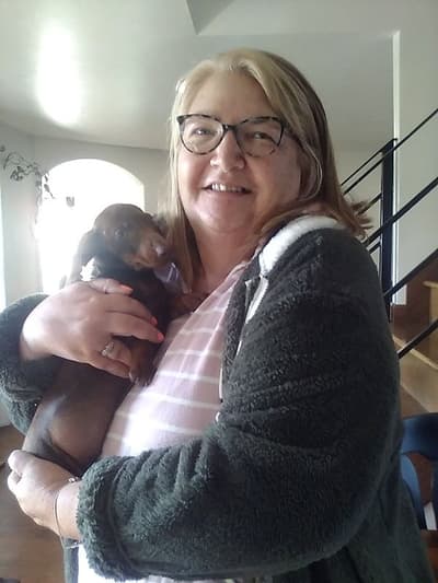 Elliott, a Dachshund, Mini puppy from Pawrade
