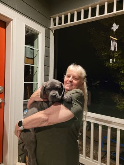 Preston, a Cane Corso Mastiff puppy from Pawrade