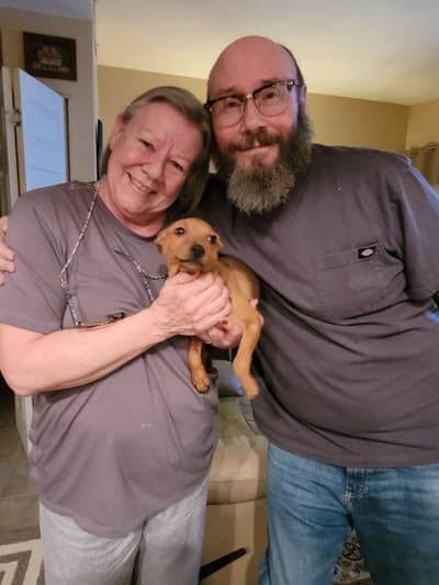 Rosey, a Rat Terrier puppy from Pawrade
