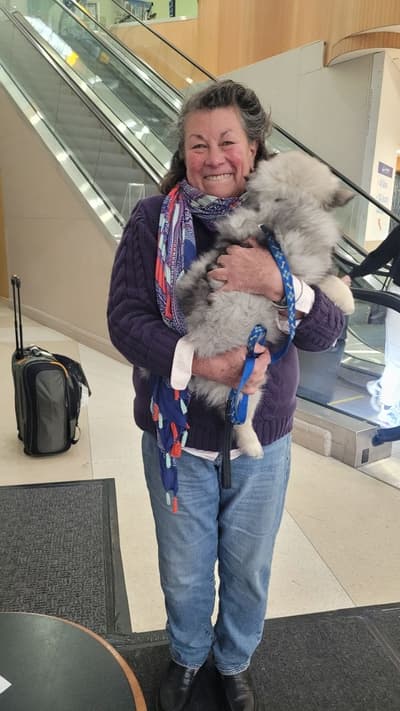 Alexander, a Keeshond puppy from Pawrade