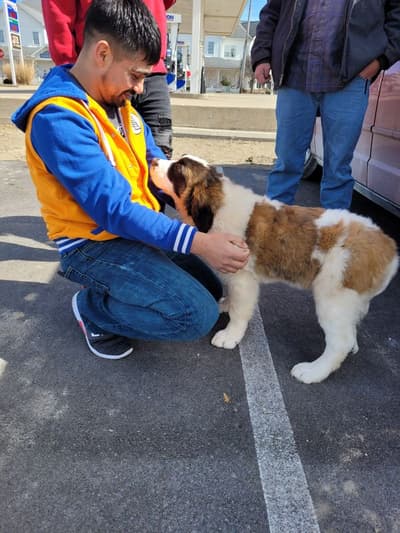 Aguilera, a Saint Bernard - St. Bernard puppy from Pawrade