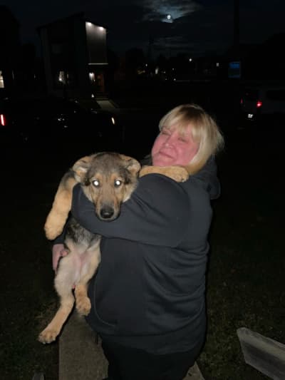 Kimber, a German Shepherd puppy from Pawrade