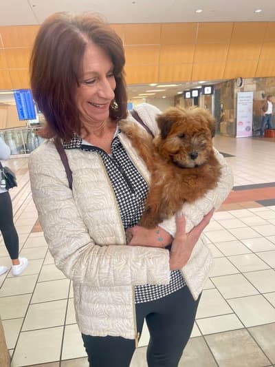 Ryland, a Soft Coated Wheaten Terrier puppy from Pawrade
