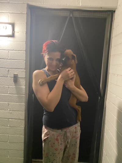 Apollo, a Boxer puppy from Pawrade