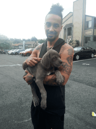 Gravy, a Cane Corso Mastiff puppy from Pawrade