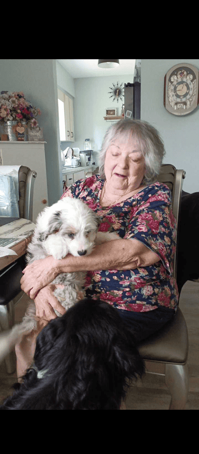 Jenny, a Bernedoodle, Mini puppy from Pawrade