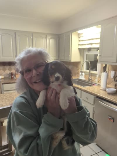 Brittany, a Cavalier King Charles Spaniel puppy from Pawrade