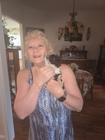 Odessa, a Chihuahua puppy from Pawrade
