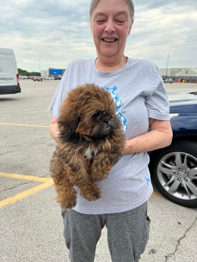 George, a Shih Tzu puppy from Pawrade