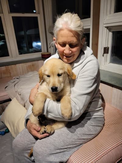 Benjamin, a Golden Retriever puppy from Pawrade