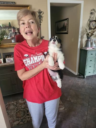 Cheddar, a Corgi, Pembroke Welsh puppy from Pawrade