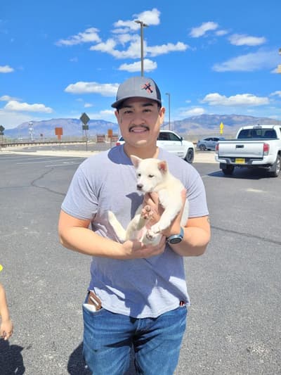 Olympia, a Shiba Inu puppy from Pawrade
