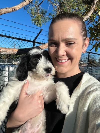 Carol, a Sheepadoodle puppy from Pawrade