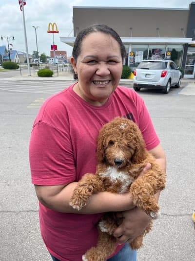 Brayden, a Goldendoodle, Mini puppy from Pawrade