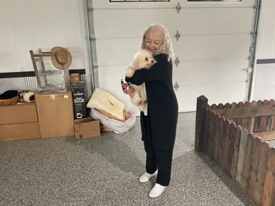 Phoebe, a Bichon Frise puppy from Pawrade