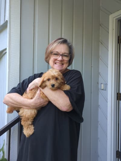 Genevieve, a Cavapoo puppy from Pawrade