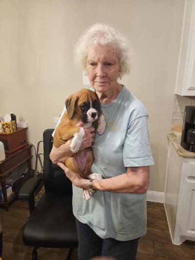 Katie, a Boxer puppy from Pawrade