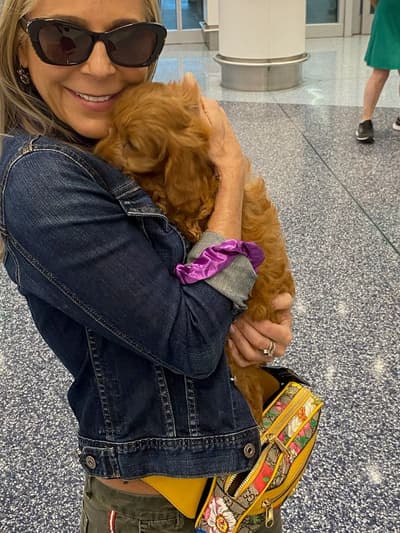 Eva, a Cavapoo puppy from Pawrade