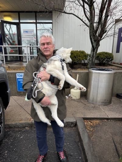 Violet, a Siberian Husky puppy from Pawrade