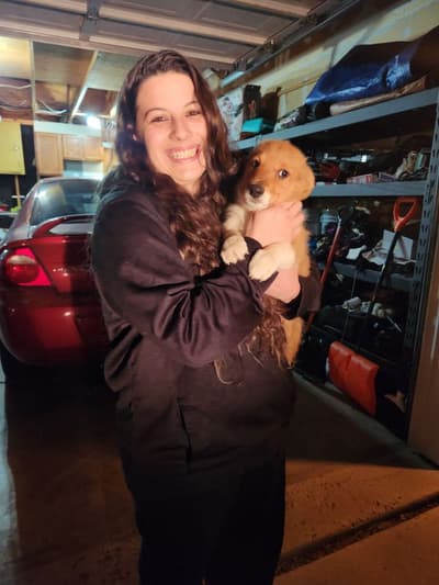Brando, a Corgi, Pembroke Welsh puppy from Pawrade