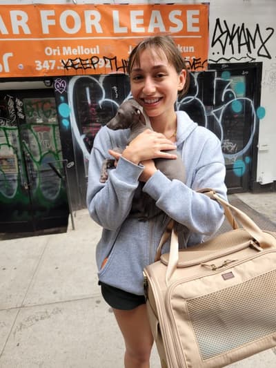 Vanessa, a Italian Greyhound puppy from Pawrade