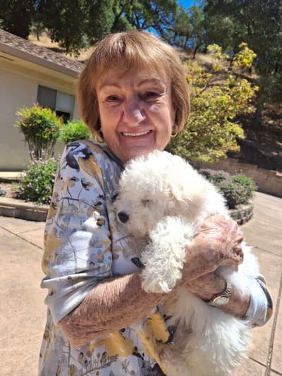 Bailey, a Bichon Frise puppy from Pawrade