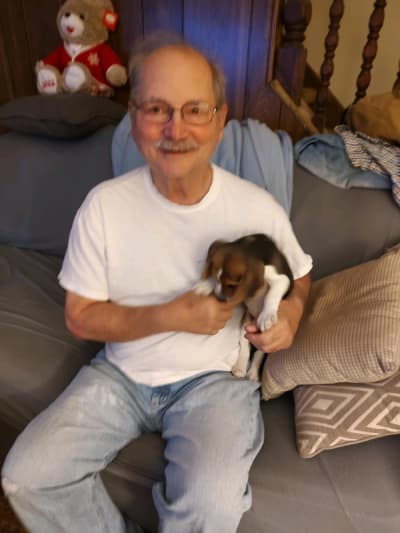 Gravy, a Beagle puppy from Pawrade