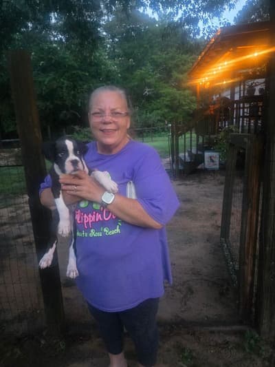 Renegade, a Boxer puppy from Pawrade