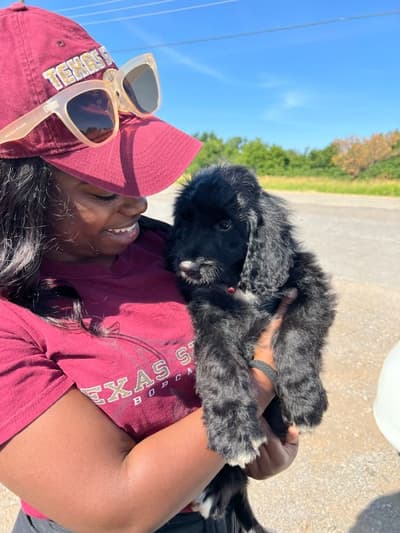 Cameron, a Bernedoodle puppy from Pawrade