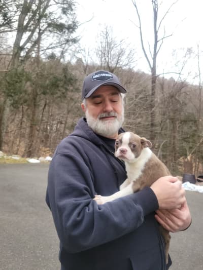 Andre, a Boston Terrier puppy from Pawrade