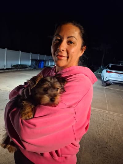 Daren, a Yorkshire Terrier - Yorkie puppy from Pawrade