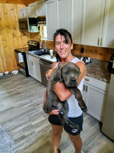 Dexter, a Cane Corso Mastiff puppy from Pawrade