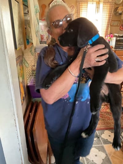 Sarge, a Mixed/Other puppy from Pawrade