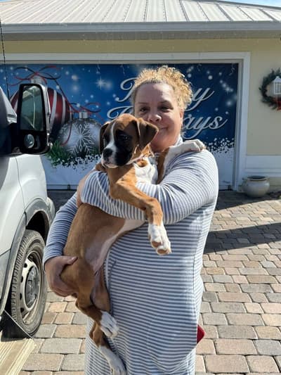 Penny, a Boxer puppy from Pawrade