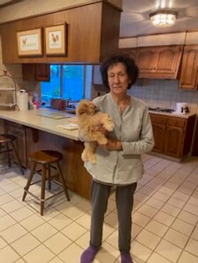 Cheyenne, a Shih-Poo - Shihpoo puppy from Pawrade
