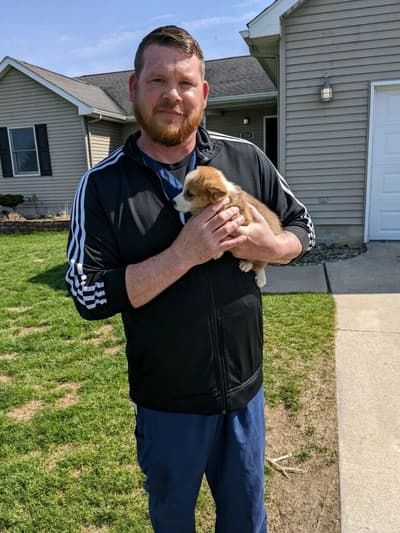 Layla, a Corgi, Pembroke Welsh puppy from Pawrade