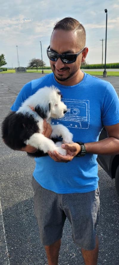 Josephine, a Old English Sheepdog puppy from Pawrade