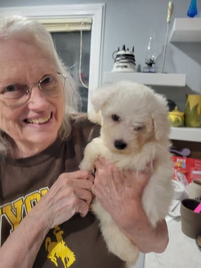 Jazael, a Bichon Frise puppy from Pawrade