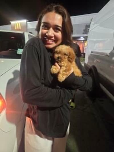 Cashmere, a Poodle, Miniature puppy from Pawrade